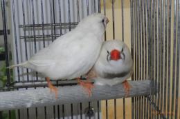 KOT-2804　レギュラーCFW・キンカチョウ　雄雌で