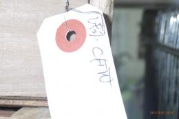 KOT-2804　レギュラーCFW・キンカチョウ　雄雌で