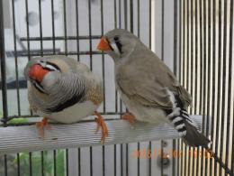 KOT-2805 キンカチョウ・ライトバック　雄雌で