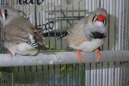 KOT-2805 キンカチョウ・ライトバック　雄雌で