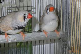 KOT-2805 キンカチョウ・ライトバック　雄雌で