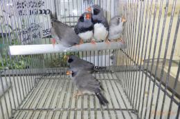 KOT-2806　ブラックチークキンカチョウ　雄雌で