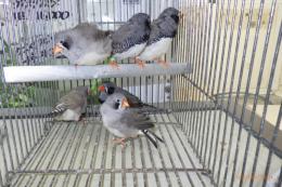 KOT-2806　ブラックチークキンカチョウ　雄雌で