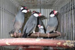 KOT-2698　文鳥の雄雌で(白班の少ない個体)