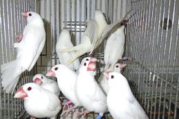KOT-2702　白文鳥の雄雌で