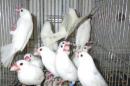 KOT-2702　白文鳥の雄雌で