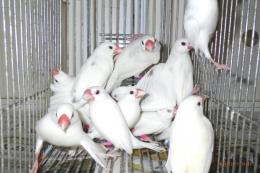 KOT-2702　白文鳥の雄雌で