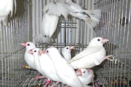 KOT-2702　白文鳥の雄雌で