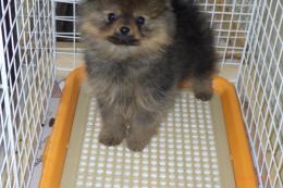 US-734　ポメラニアン　男の子(HADLEIGHハドレー)