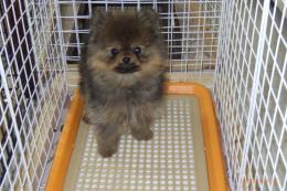 US-734　ポメラニアン　男の子(HADLEIGHハドレー)