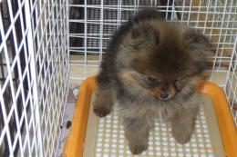 US-734　ポメラニアン　男の子(HADLEIGHハドレー)