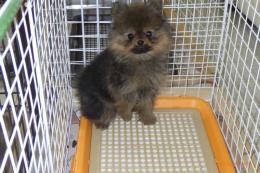US-734　ポメラニアン　男の子(HADLEIGHハドレー)