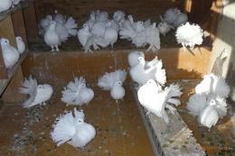 HT-1008　白いファンテール　飼育歴35年が過ぎました。