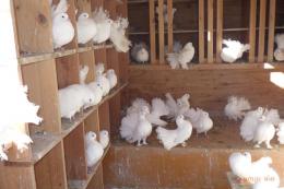 HT-1008　白いファンテール　飼育歴35年が過ぎました。