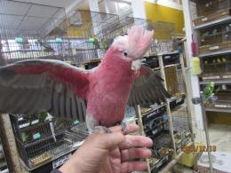 IN-3523　モモイロインコ　雄と思います(DNA雄)