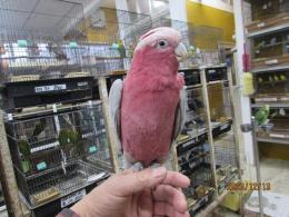 IN-3523　モモイロインコ　雄と思います(DNA雄)