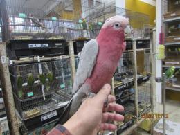 IN-3523　モモイロインコ　雄と思います(DNA雄)