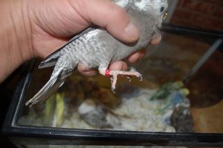 IN-718 HFオカメインコの雛 挿し餌中(地元販売限定品) | キットウココ