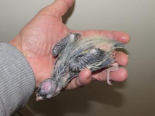 IN-2082 ノーマルオカメインコの雛 その3 | キットウココ ペット部