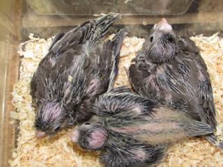 IN-2082 ノーマルオカメインコの雛 その3 | キットウココ ペット部