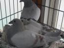 HT-936　綺麗な鳩　その5と6