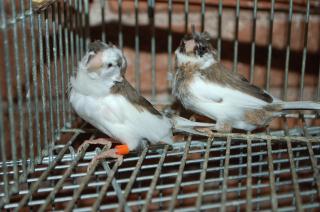 Kot 1087 大納言十姉妹 2羽で キットウココ ペット部