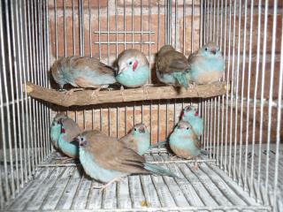 KOT-1486 アフリカ産「セイキチョウ」雄雌で | キットウココ ペット部