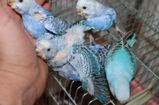 IN-1206 セキセイインコの雛 | キットウココ ペット部
