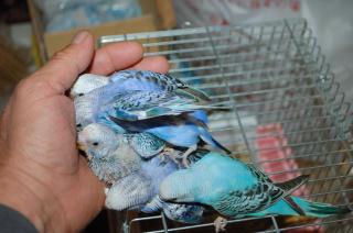 IN-1206 セキセイインコの雛 | キットウココ ペット部