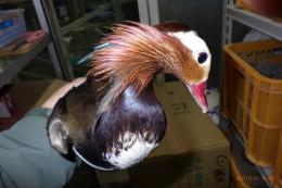 TA-977　オシドリ　25年生国産　雄雌で