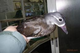 TA-977　オシドリ　25年生国産　雄雌で