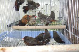 KOT-2807　ベニスズメ(ヨーロッパブリード)雄雌で