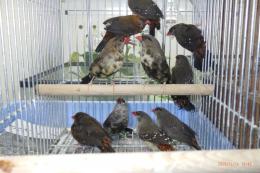 KOT-2807　ベニスズメ(ヨーロッパブリード)雄雌で