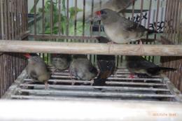 KOT-2807　ベニスズメ(ヨーロッパブリード)雄雌で