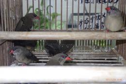 KOT-2807　ベニスズメ(ヨーロッパブリード)雄雌で