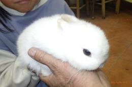 US-735　ネザーランドドワーフ