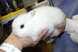 US-735　ネザーランドドワーフ