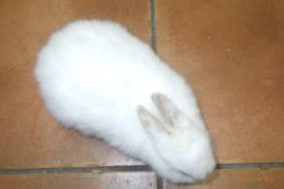 US-735　ネザーランドドワーフ