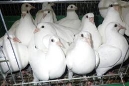 HT-1060　25年生白いレース鳩　　ココリング環