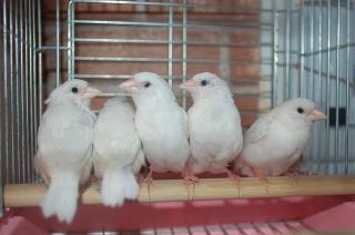 KOT-713 雄雌無判別の地物白十姉妹 1羽の価格 | キットウココ ペット部