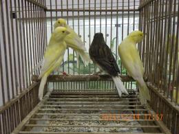 KOT-2809　国産ローラーカナリヤ　25年雄24年雌で