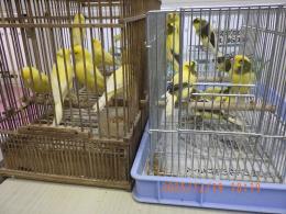 KOT-2809　国産ローラーカナリヤ　25年雄24年雌で