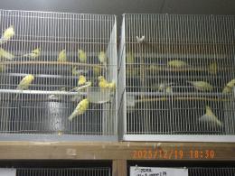 KOT-2809　国産ローラーカナリヤ　25年雄24年雌で
