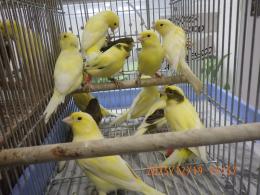 KOT-2810　国産ローラーカナリヤ　25年雄