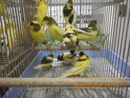 KOT-2810　国産ローラーカナリヤ　25年雄