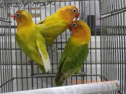 IN-4383　B品　ボタンインコ　3羽で