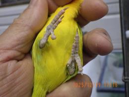 IN-4383　B品　ボタンインコ　3羽で