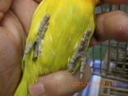 IN-4383　B品　ボタンインコ　3羽で