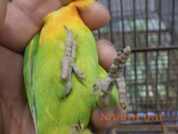 IN-4383　B品　ボタンインコ　3羽で