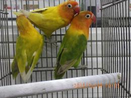 IN-4383　B品　ボタンインコ　3羽で